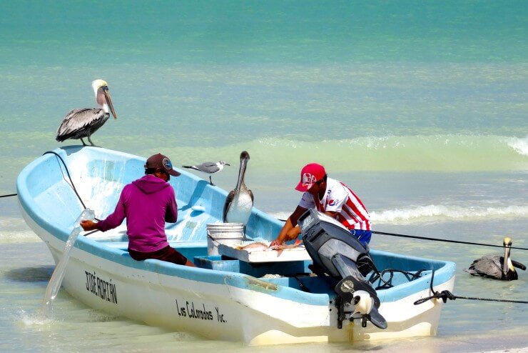 Las Coloradas, Yucatán, Pelikane an der Küste