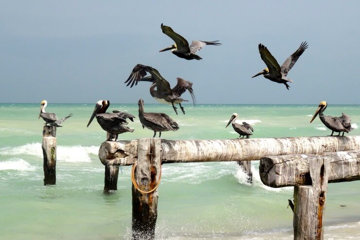Las Coloradas, Yucatán, Pelikane