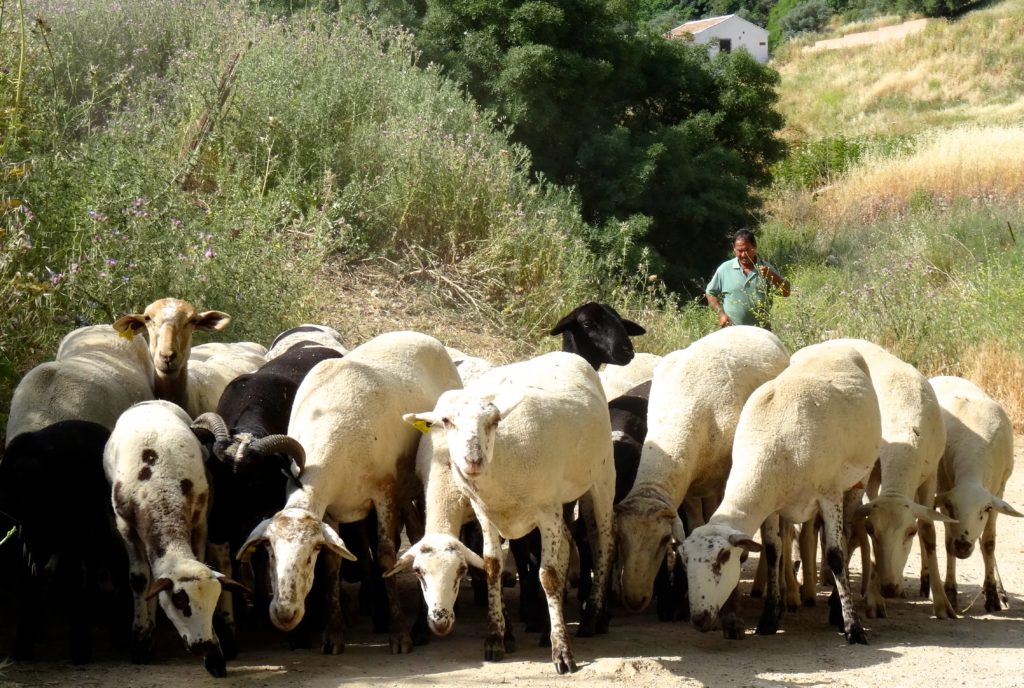 Begegnung in der Umgebung von Ronda 