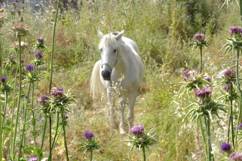 Ronda. Pferd in der Natur, Begegnung in der Umgebung