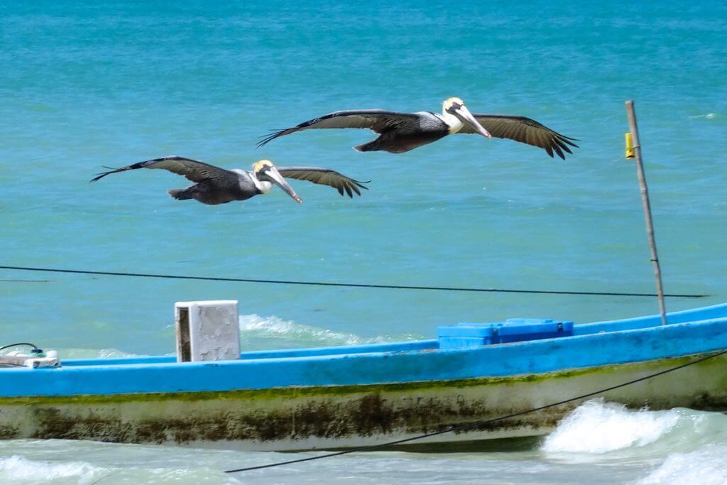 Las Coloradas Yucatán, Pelikane