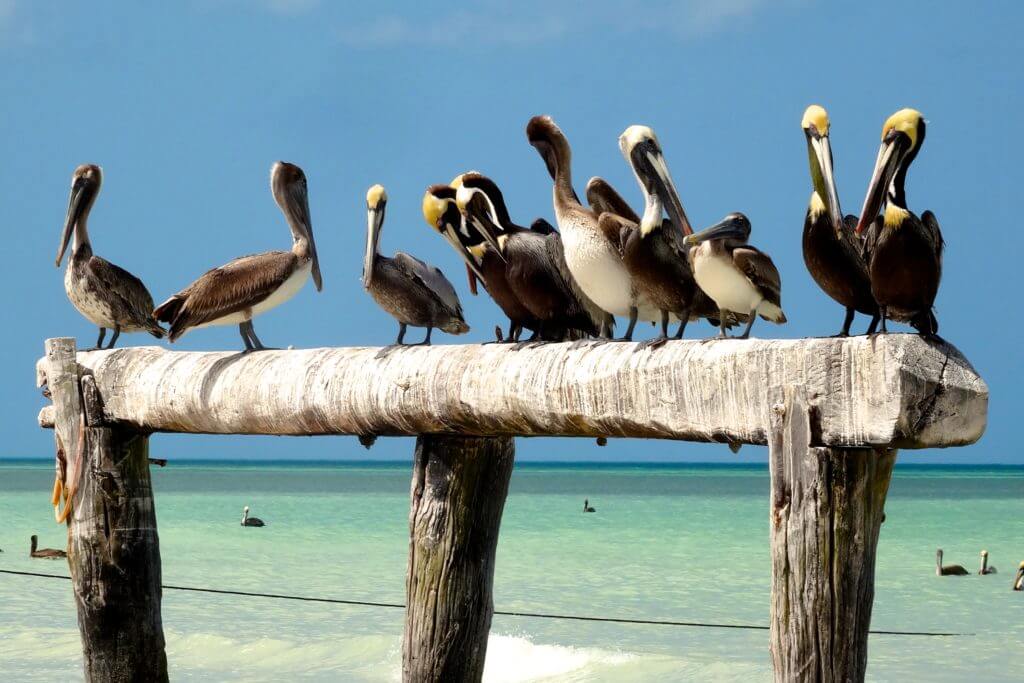 Pelikane in Las Coloradas, Yucatán