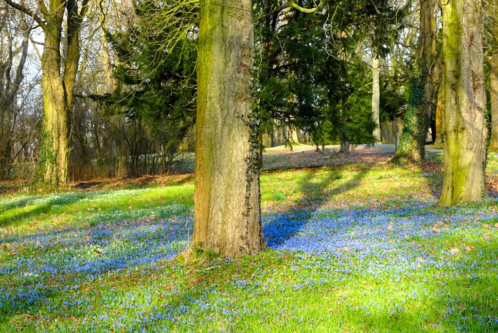 Scilla-Blüte Hannover Lindener Berg