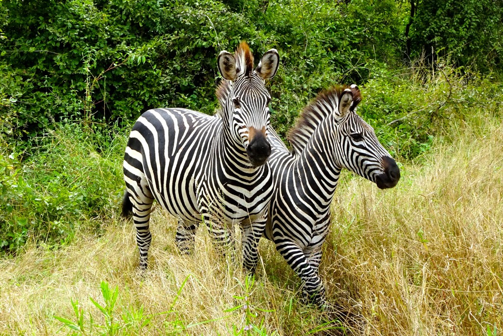 South Luangwa Nationalpark Sambia