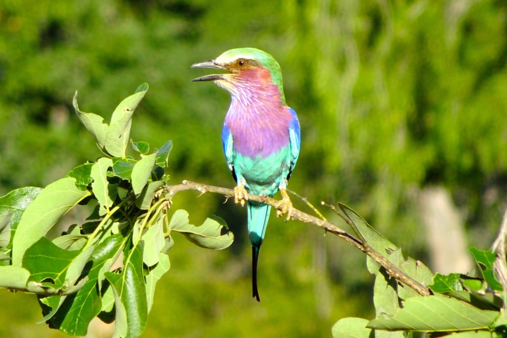 South Luangwa Nationalpark Sambia