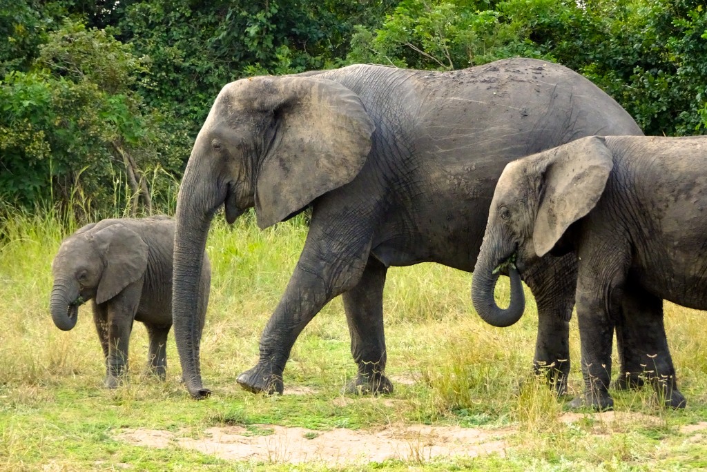 South Luangwa Nationalpark Sambia