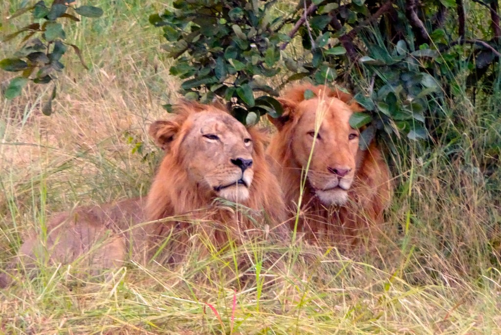 South Luangwa Nationalpark Sambia