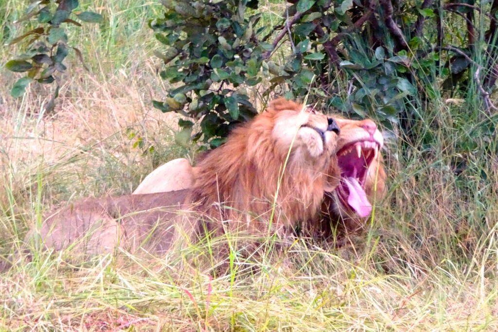 South Luangwa Nationalpark Sambia