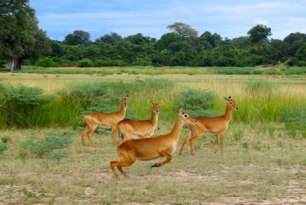 South Luangwa Nationalpark Sambia