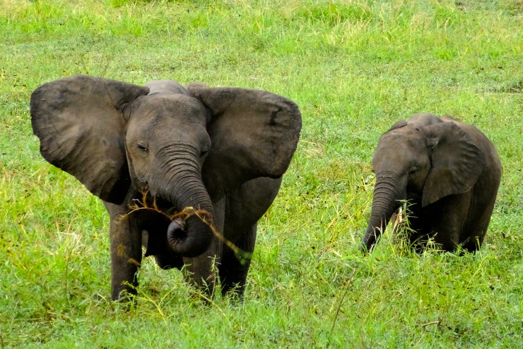 South Luangwa Nationalpark Sambia