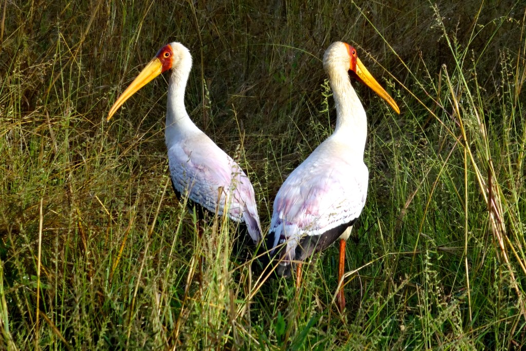 South Luangwa Nationalpark Sambia