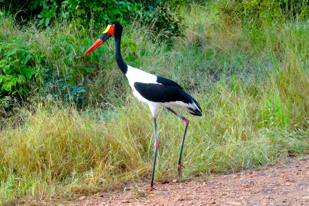 South Luangwa Nationalpark Sambia