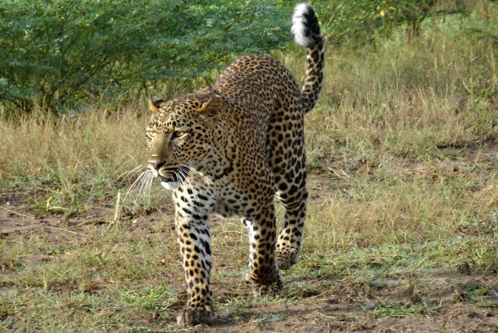 South Luangwa Nationalpark Sambia