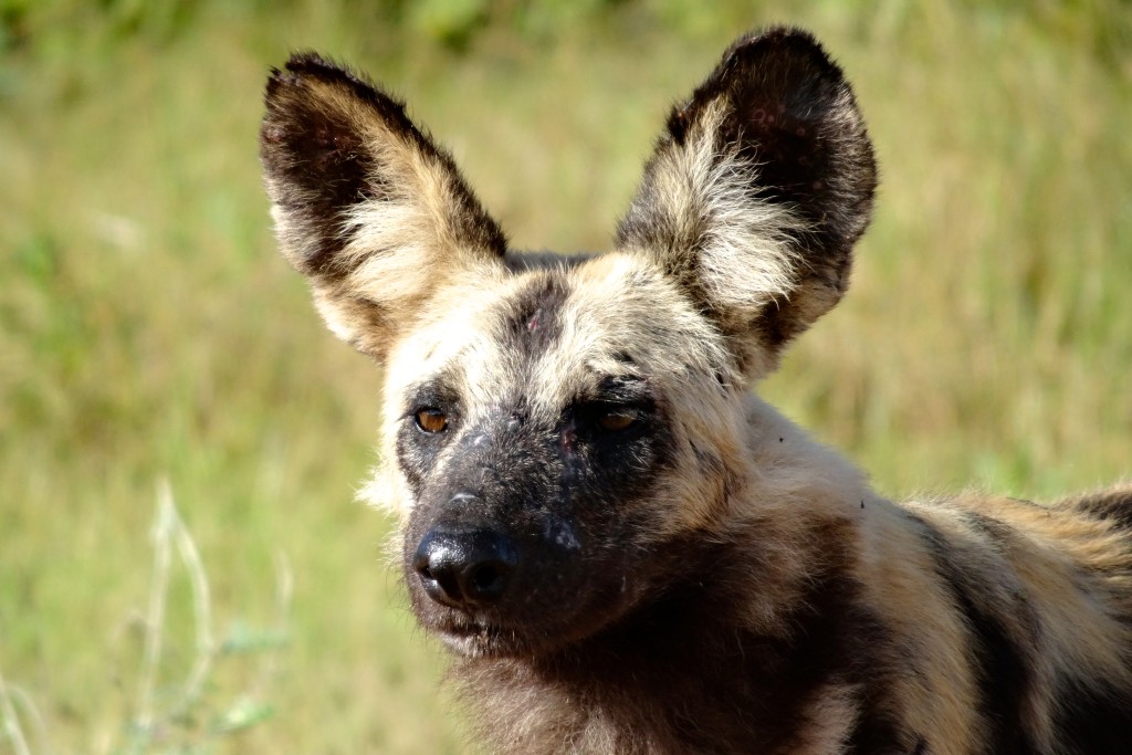 South Luangwa Nationalpark Sambia