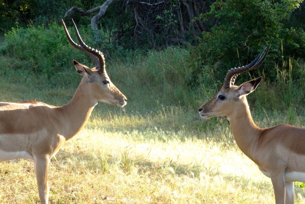 South Luangwa Nationalpark Sambia