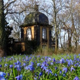 Blaues Wunder, Scilla-Blüte Lindener Berg, Hannover.