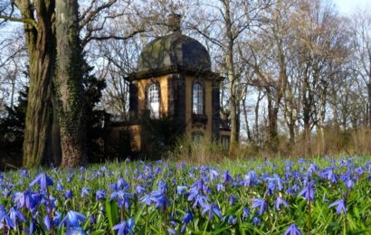 Blaues Wunder, Scilla-Blüte Lindener Berg, Hannover.