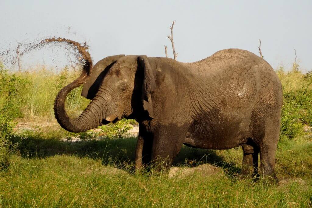 Elefanten in Botswana