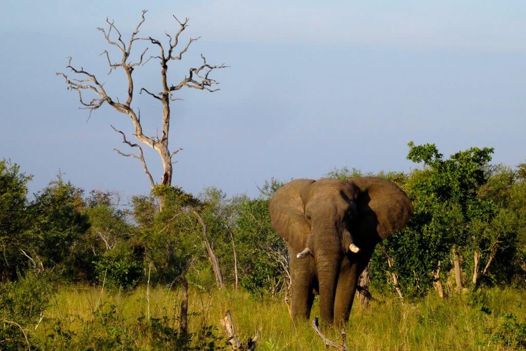 Einer von mehr als 100.000 Elefanten in Botswana