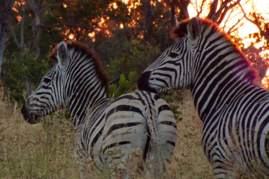 Zebras beim Sonnenuntergang 