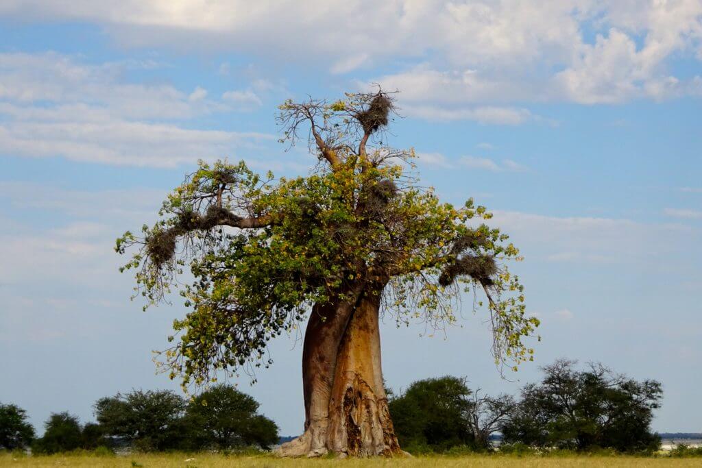 Baobab auf dem Weg nach Kubu Island