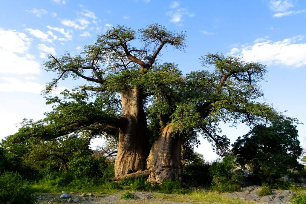 Baobab auf Kubu Island