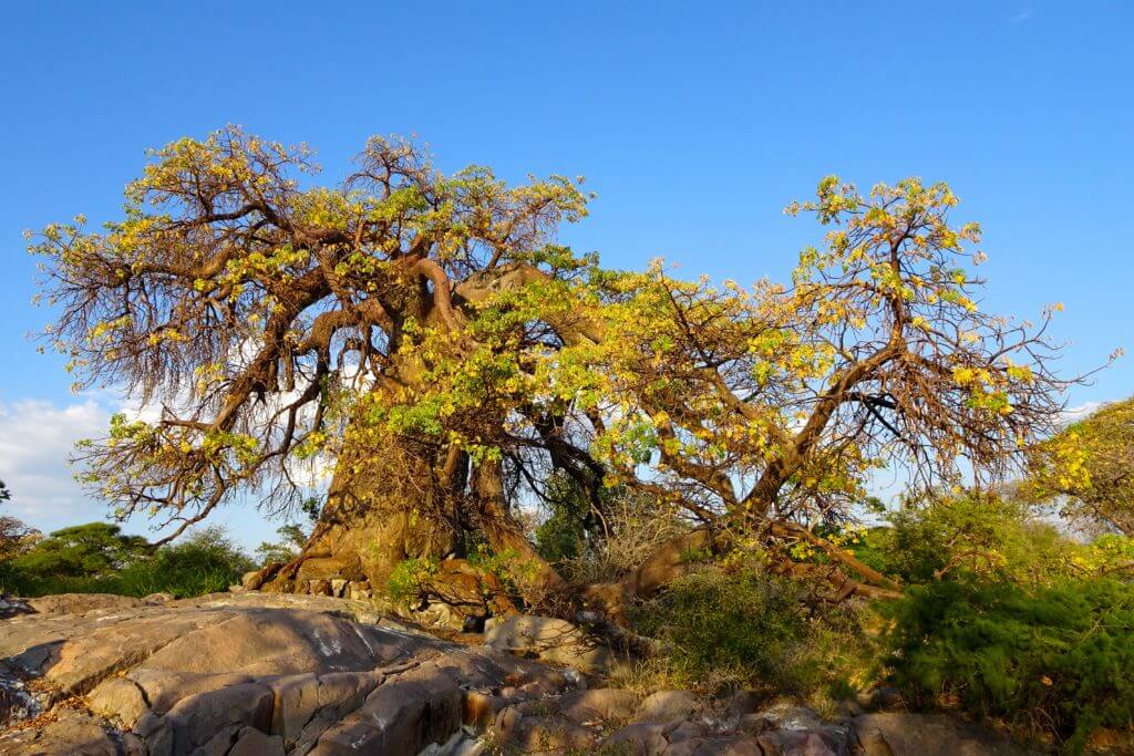 Baobab in Kubu Island nach Sonnenaufgang