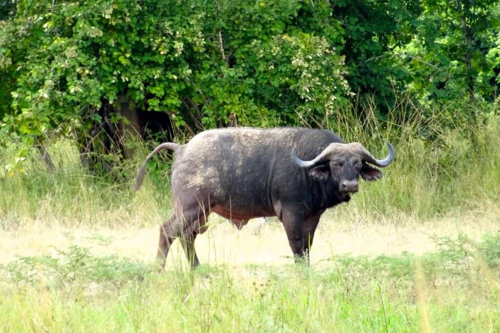 Sambia Reisetipps: Wasserbüffel im South Luangwa Nationalpark