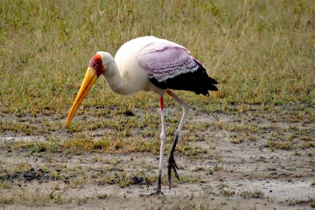 Sambia Reisetipps: Nimmersatt im South Luangwa Nationalpark