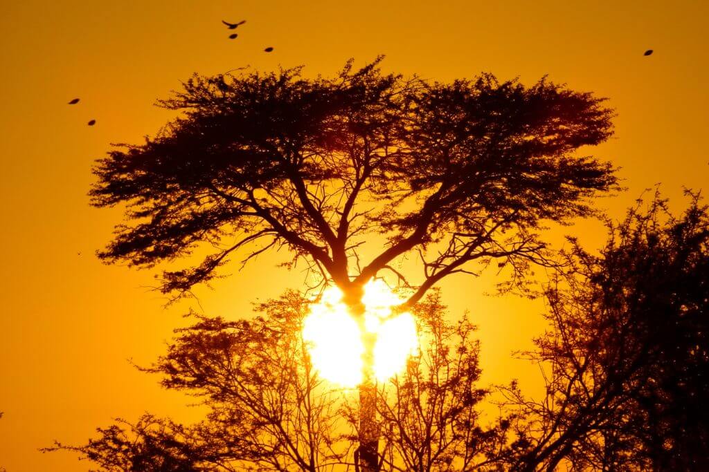 Morgensonne in Botswsana 