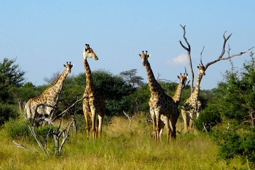 Giraffen in Botswana