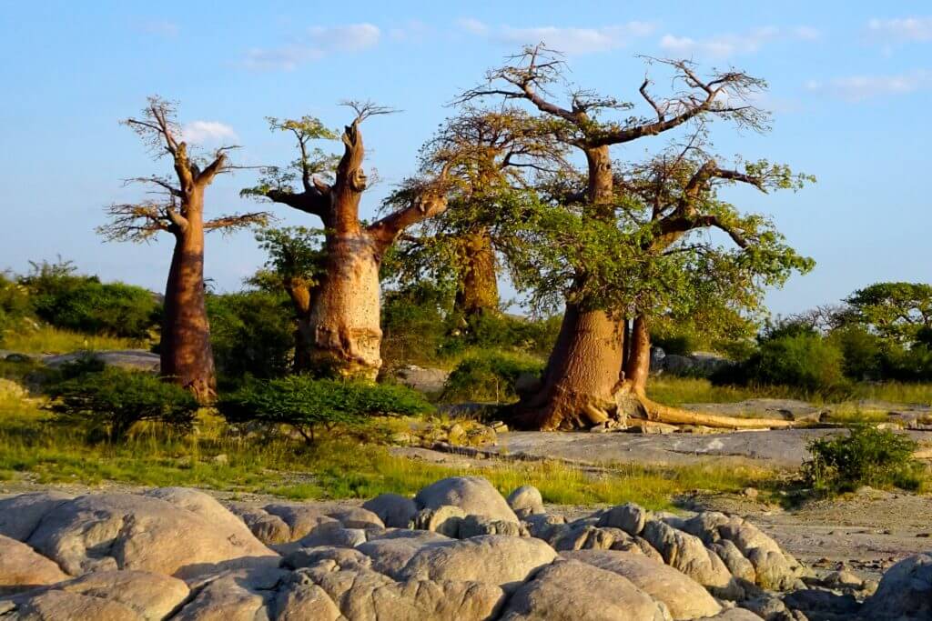 Baobabs in Kubu Island