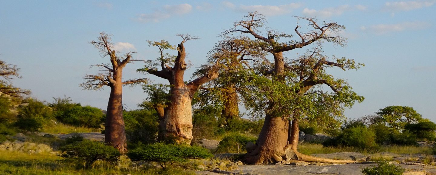 Baobabs in Kubu Island, Botswana.