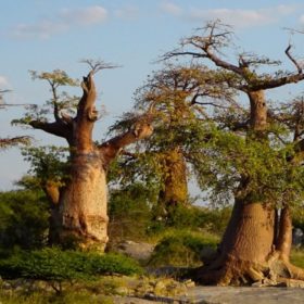 Baobabs in Kubu Island, Botswana.