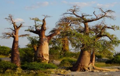 Baobabs in Kubu Island, Botswana.