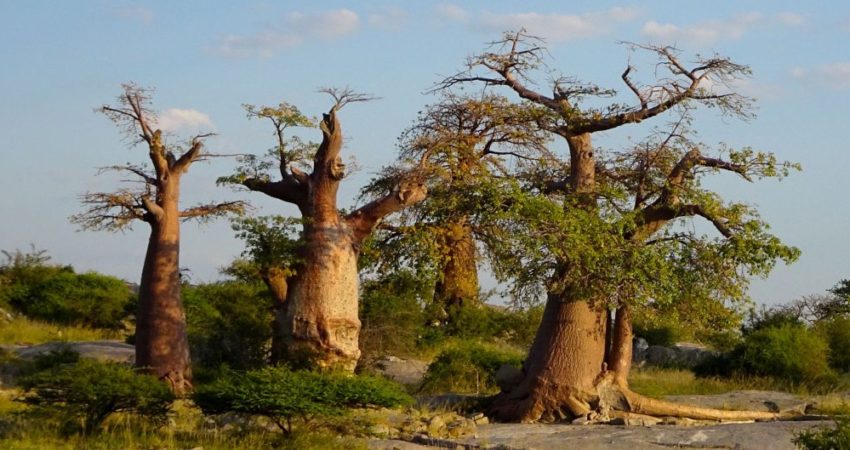 Baobabs in Kubu Island, Botswana.