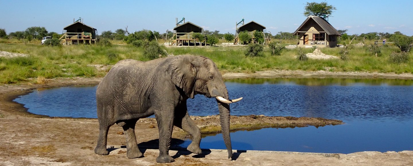 Elefant im Bush Camp Elephant Sands, Botswana.