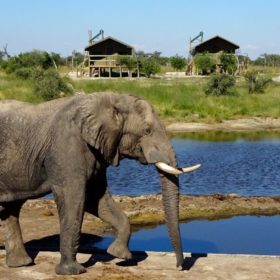 Elefant im Bush Camp Elephant Sands, Botswana.