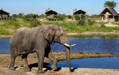 Elefant im Bush Camp Elephant Sands, Botswana.