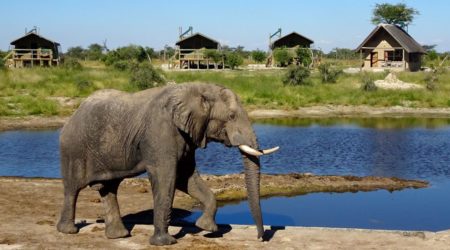 Elefant im Bush Camp Elephant Sands, Botswana.