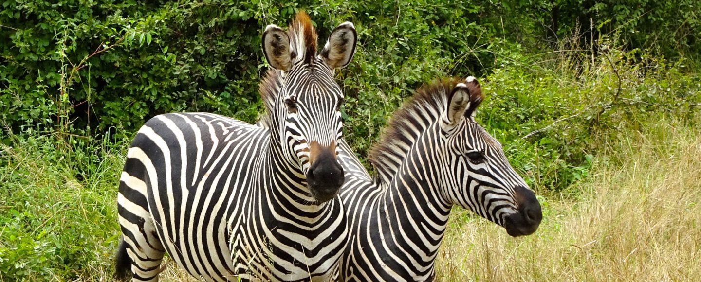 Sambia. Zebras im South Luangwa Nationalpark.