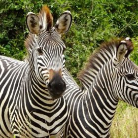 Sambia. Zebras im South Luangwa Nationalpark.