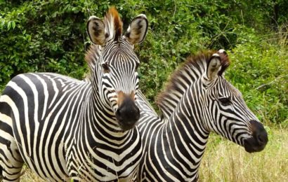 Sambia. Zebras im South Luangwa Nationalpark.