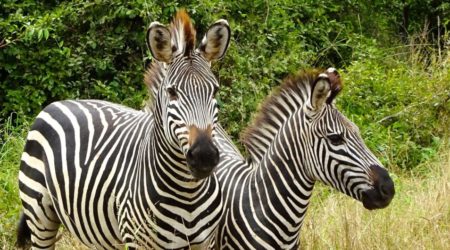 Sambia. Zebras im South Luangwa Nationalpark.