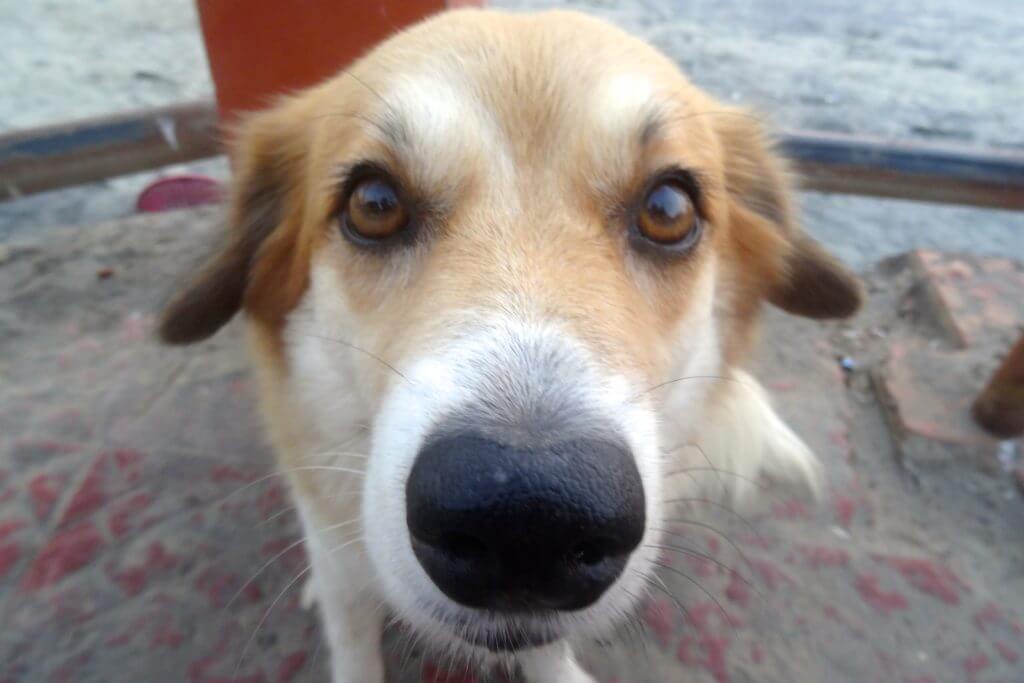 Strandhund in Kovalam