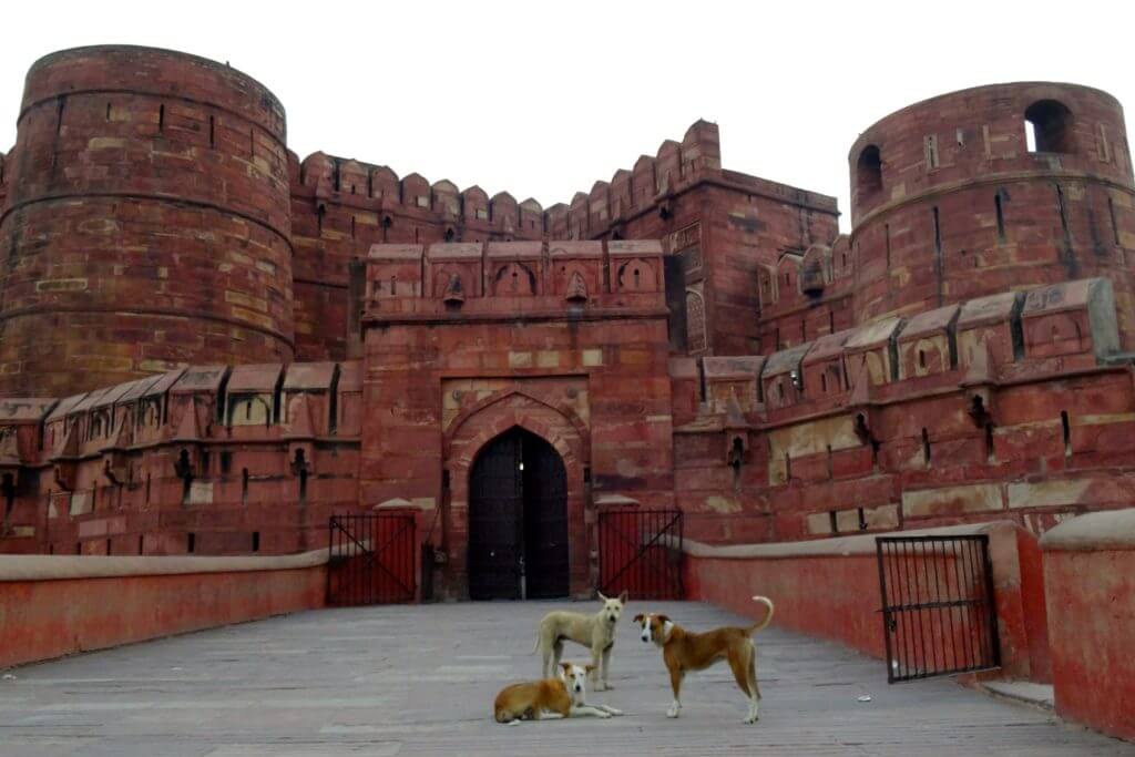 Hunde vor dem Roten Fort in Agra