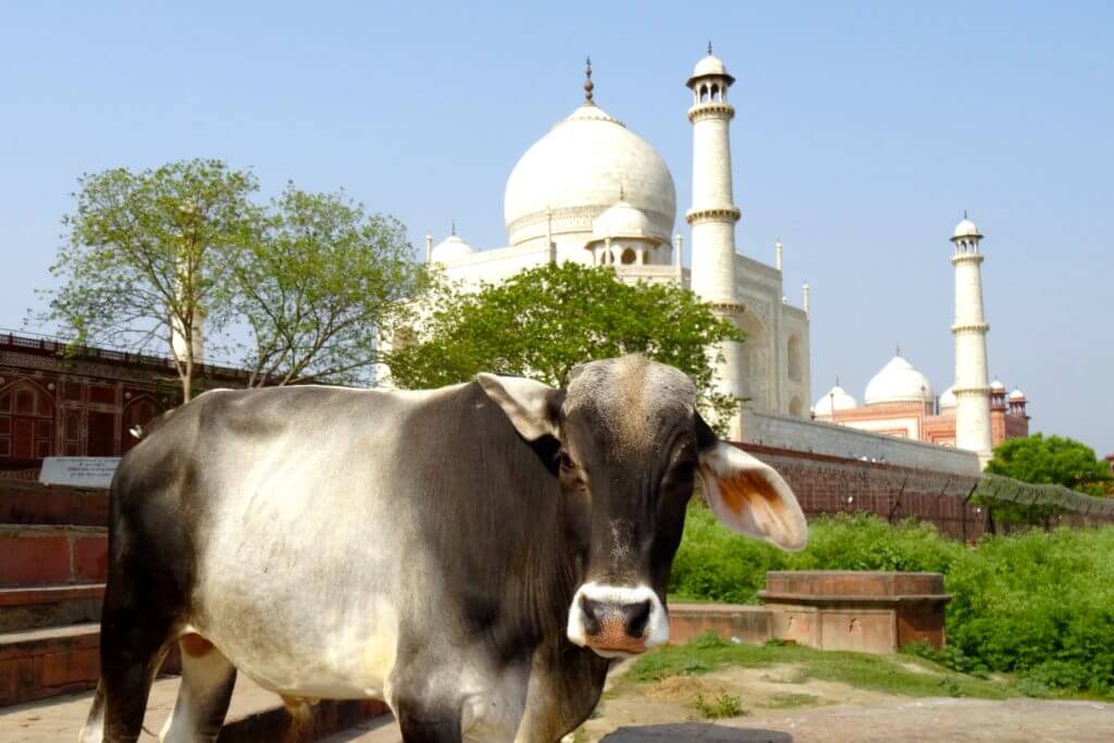 Heilige Kuh vor dem Taj Mahal