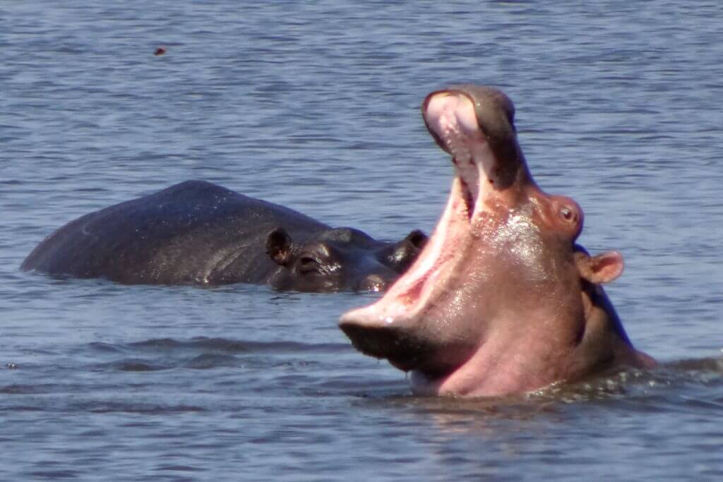 Okavango Delta: Flusspferd