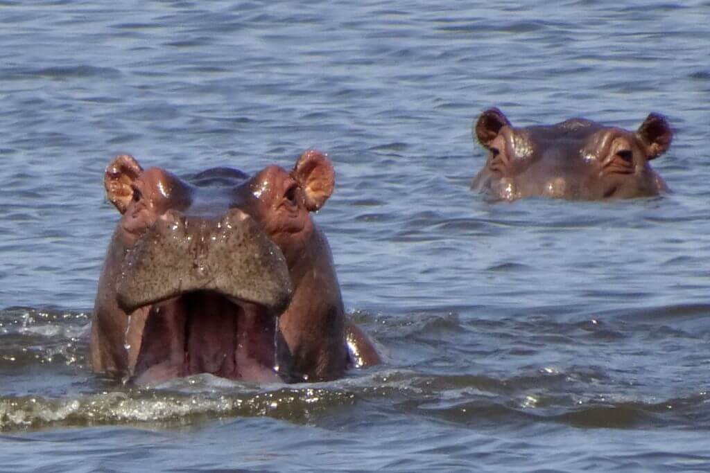Flusspferde im Okavango-Delta