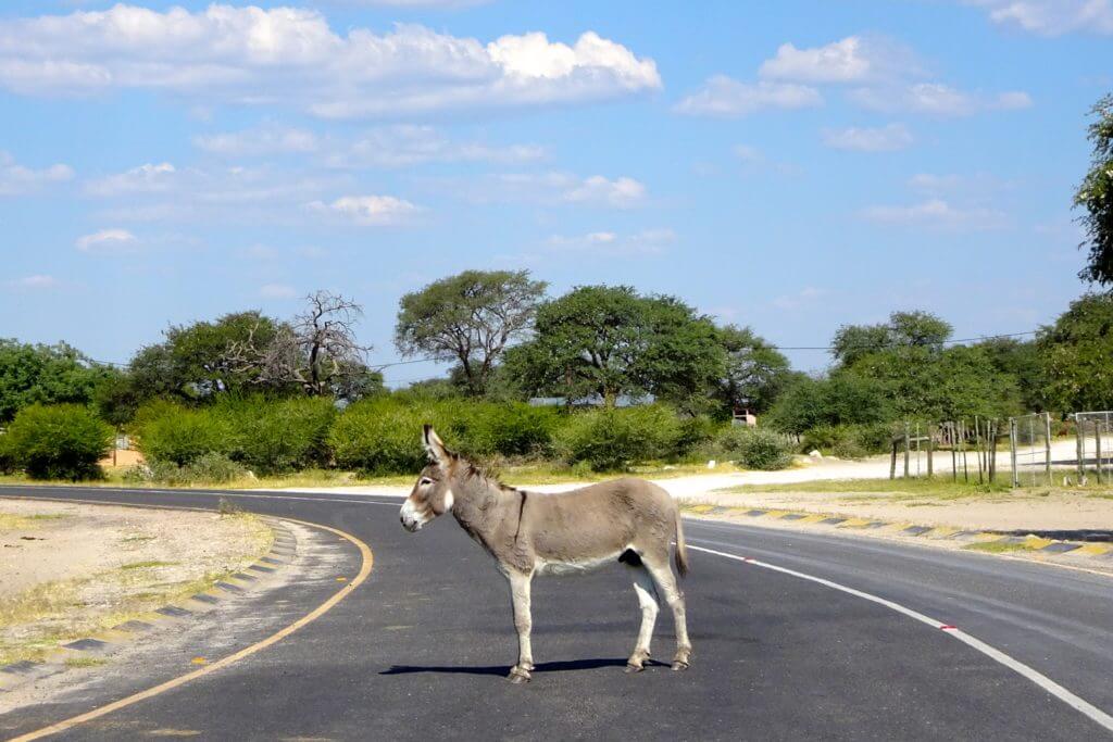 Maun, Esel auf der Straße